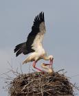 Storch